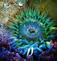 Anemone�